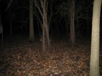Chicago Ghost Hunters Group investigates Robinson Woods (214).JPG